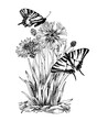 Butterflies on a Flower Vector outline illustration. Drawing of vintage print. Black line art of flying insects with white wings. Hand drawn clipart of cornflower. Linear sketch on white background