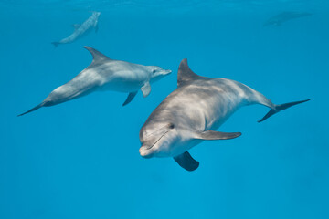 Common bottlenose dolphin tursiops truncatus underwater