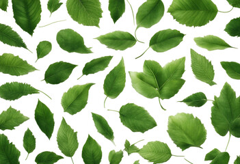 Wall Mural - Set of fresh green leaves isolated on transparent background