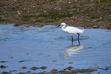 Little Egret (Egretta garzetta) searching for food in the Foz estuary in Ramallosa, Nigran, Pontevedra, Spain