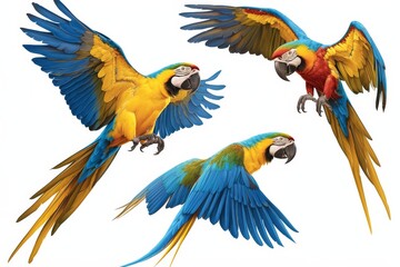 Wall Mural - Macaw parrot isolated on white background set