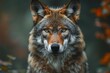 Close-up portrait of a wolf on a background of autumn forest