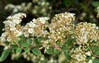 Close up of large branch with delicate white flowers of Spiraea nipponica Snowmound shrub