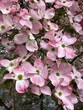 A pink dogwood  tree with spring blossoms