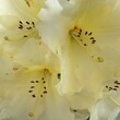 closeup image of a yellow and white Rhododendron