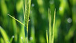 Green wheat growing in field.