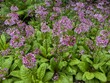Lavander and green Primulaceae in bloom