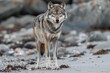 Portrait of a gray wolf (Canis lupus) standing on the beach