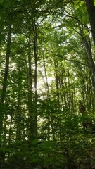 Fototapete - Beautifull sunrise in the forest. Gimbal shot of warm sunbeams illuminating tree trunks and shrubs. Mountain forest with the trees growing on hills. High quality vertical HDR shot