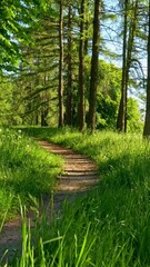 Fototapete - Spring in green park. Elevating from ground among green grass to see path in peaceful forest with chestnut tree and pines. Steadicam vertical shot