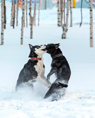 Two dogs on the snow in the winter forest in Noyabrsk. Vintage style.