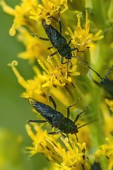 Poster - Group of green bugs resting on vibrant yellow flower, perfect for nature and wildlife themed designs