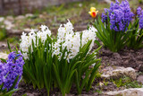 Fototapeta Tulipany - Hyacinth ( lat. Hyacinthus ) is a genus of plants in the Asparagaceae family