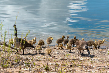 Sticker - Canada Geese And Goslings Swimming On Fox River And on Shoreline In Early May Near De Pere, Wisconsin