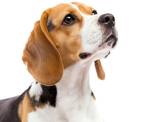 Cute  Beagle  photo isolate on white background