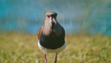 Sticker - Southern Lapwing walks on the coast of the pond during sunny day and shouts angrily