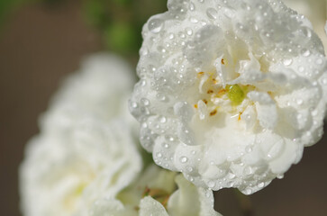 Wall Mural - White Rose in Dew Calves