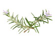 Fresh rosemary flowers, twig and leaves with isolated on white background, top view	