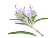 Fresh rosemary flowers, twig and leaves with isolated on white background, top view