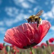 A bee on a poppy flower