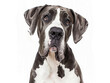 © elbanco - Cute  Great Dane  photo isolate on white background