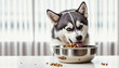 Siberian husky eating wet dog food.