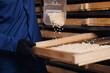 Process of drying pine nuts, harvesting and packaging at factory, eco food industry