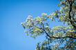 Kwitnące drzewa akacjowe, piękne białe bukiety kwiatowe i słodki zapach unoszącego się pyłku.