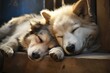 Restful Two dogs sleeps together. Funny pet love. Generate Ai