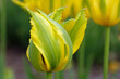 Yellow and green lily flowering bi coloured Tulip, tulipa ‘Green Mile’ in flower.