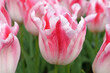 Pink and white lily flowering Tulip, tulipa ‘Holland Chic’ in flower.