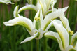 White and green lily flowering bi coloured Tulip, tulipa ‘Green Star’ in flower.