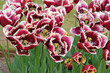 Wine red and white fringed Tulip, tulipa ‘Mercure’ in flower.
