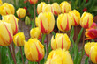 Yellow and red bi colour fringed Tulip, tulipa ‘Flamenco’ in flower.