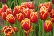 Red and yellow fringed Tulip, tulipa ‘Davenport’ in flower.
