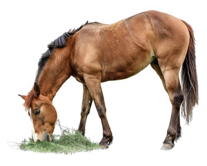 horse chewing grass isolated on white