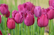 Purple fringed Tulip, tulipa ‘Curly Sue’ in flower.