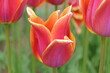 Pink and yellow lily flowering Tulip, tulipa ‘Sonnet’ in flower.
