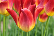 Red and yellow lily flowering Tulip, tulipa ‘Striking Match’ in flower.