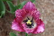 Purple fringed Tulip, tulipa ‘Colour Fusion’ in flower.