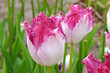 White and purple two tone fringed Tulip, tulipa ‘Eyelash’ in flower.
