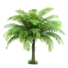 Wall Mural - palm tree isolated on white