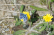 Common blue (Polyommatus icarus) Butterfly sitting on a yellow flower in Zurich, Switzerland