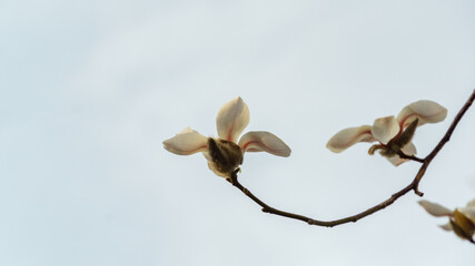 Wall Mural - Spring macro of bud white Magnolia kobus (Kobushi) flower on blurred blue background. Selective focus. There is a place for your text right. Nature concept for design