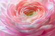Macro shot of of a single beautiful soft pink ranunculus. Visible petal structure. Bright patterns of one flower bud