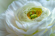 Macro shot of of a single beautiful white ranunculus. Visible petal structure