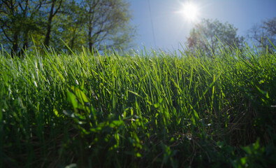 green grass and sun