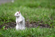 White Squirrel standing on its hind legs