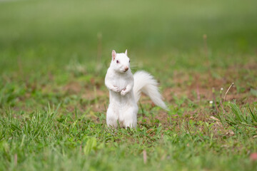 Wall Mural - White Squirrel standing on its hind legs