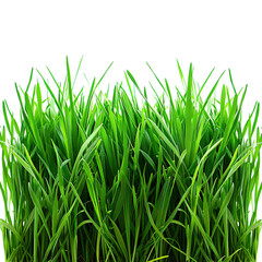 Sticker - green grass isolated on white